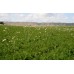OHAKUNE CARROTS  2KG Bag